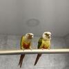 Pineapple Conure Birds (Pair)