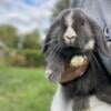 Holland lop bunnies looking for forever home