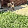 South African Boerboel female puppy available