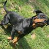 Rottweiler female AKC Registered 7 months