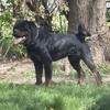 All sold  Rottweiler male  pups  500$ 313-529-1416