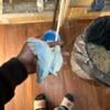 Baby Parrotlets sale $140