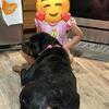 4 year old Rottweiler Lola
