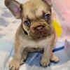 Adorable French Bulldog puppies looking for their forever home