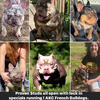 stud specials tri color bully tri Merle frenchies
