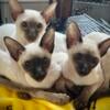 Pedigree Siamese for Adoption