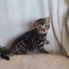 Ready Now TICA Bengal Kittens