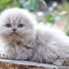 NEW Elite Scottish fold kitten from Europe with excellent pedigree, male. EZ Kay