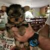 Yorkie puppies