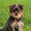 Yorkshire Terrier male puppy for sale at wrennspuppies.com