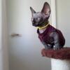 Bambino Sphynx Male and female kittens in Miami, FL