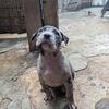Iris Blue Merle Female American Bully Puppy