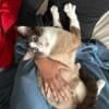 Snowshoe siamese for sale Ameila Ohio $400