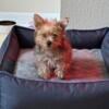 Teacup puppy yorkie for good home