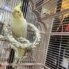 Cockatiels for sale $160