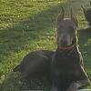 AKC DOBERMAN STUD  