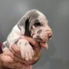 AKC Great Dane Puppy Female, Dottie