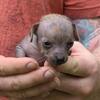 Hairless and regular coat Chihuahuas
