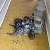 6 bengal kittens $650