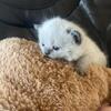 British shorthair kittens