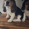 Beagles Puppies for rehome