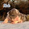 Exotic Bully Boy
