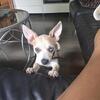 Merle chihuahua gilr 13 weeks