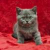 Female British Shorthair - (Orange)