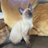 Ophelia - Beautiful Affectionate Tonkinese Kitten. Ready to go home Mid-February