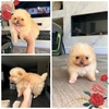 Adorable Tiny Pom Puppy