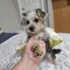 MALE YORKIPOO PUPPY FOR SALE