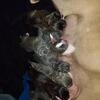 9 pittcurso puppy with her mom
