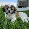 Shihtzu Mix Puppies