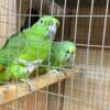 For Sale - Pair of Yellow Napes (Tony and Lil)