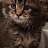 maine coon kittens