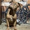 Dogue de Bordeaux black mask males