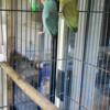 Selling two pairs of parrotlets.