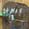 Cockatiels available 