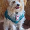 Male Yorkies AKC