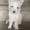 German shepherd husky mix puppies available.