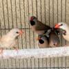 Shaft tail finches for sale