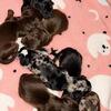 Dachshund puppy