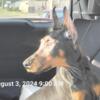 AKC Doberman Pinscher Pups