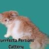 Cfa registered persian kittens.