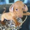 Miniature Dachshund puppies available