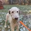 Millie-Female Creme Standard Poodle