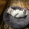 Beautiful Male Scottish Fold kittens