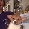 UKC Reg. Pembroke welch Corgi puppies