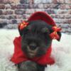 AKC Sadie - Black & Silver Female Miniature Schnauzer Puppy