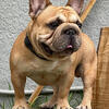 Mr Magoo is up for grabs. Direct China  Blood Big Rope Super Short